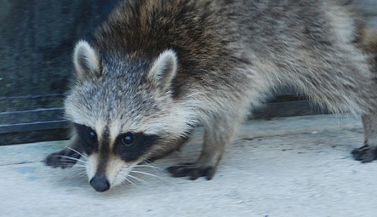 Raccoon Removal in Fishers