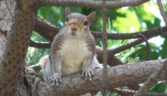 Squirrel Removal in Fishers